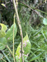 Anolis gemmosus