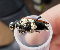 Stictoleptura canadensis