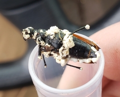 Stictoleptura canadensis