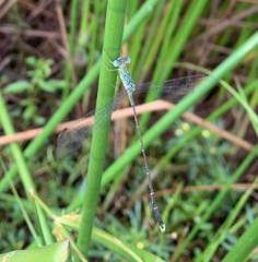 Lestes uncifer