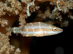 Oxycheilinus orientalis