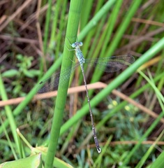 Lestes uncifer
