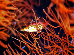 Oxycirrhites typus