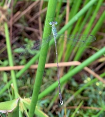 Lestes uncifer