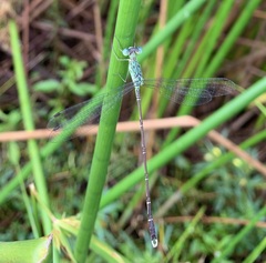Lestes uncifer