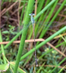 Lestes uncifer
