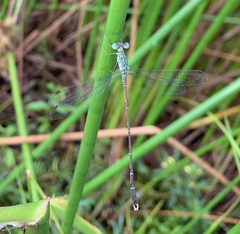 Lestes uncifer