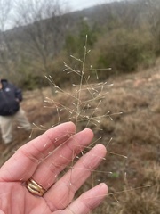 Eragrostis intermedia