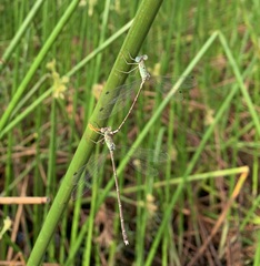 Lestes uncifer