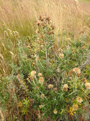 Chiliotrichum diffusum