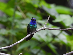 Chrysuronia oenone