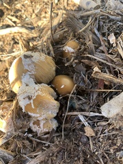 Coprinellus flocculosus