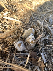 Coprinellus flocculosus