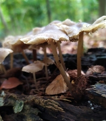 Mycena galericulata
