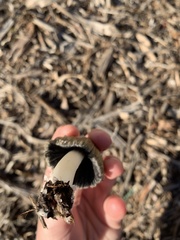 Coprinellus flocculosus