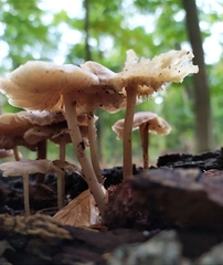 Mycena galericulata