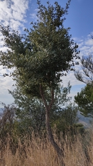 Quercus ilex
