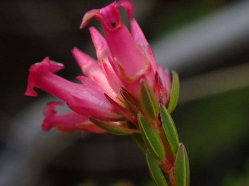 Image of Erica bracteolaris by (c) Ren Hoekstra, some rights reserved (CC BY)