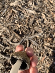 Coprinellus flocculosus