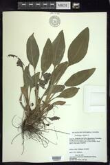 Solidago rigida rigida