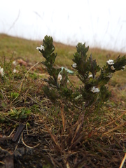 Euphrasia officinalis