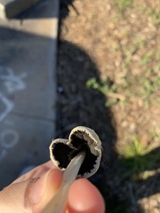 Coprinellus flocculosus