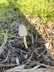 Coprinellus flocculosus