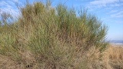 Spartium junceum