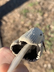 Coprinellus flocculosus