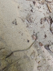 Epictia borapeliotes