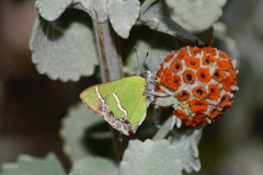 Chlorostrymon simaethis