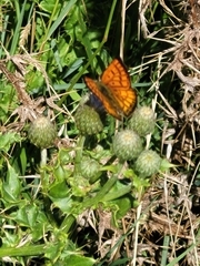 Lycaena edna