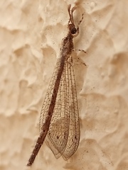 Austroleon immitis