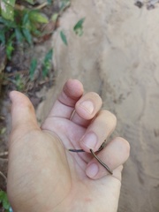 Epictia borapeliotes