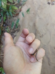 Epictia borapeliotes