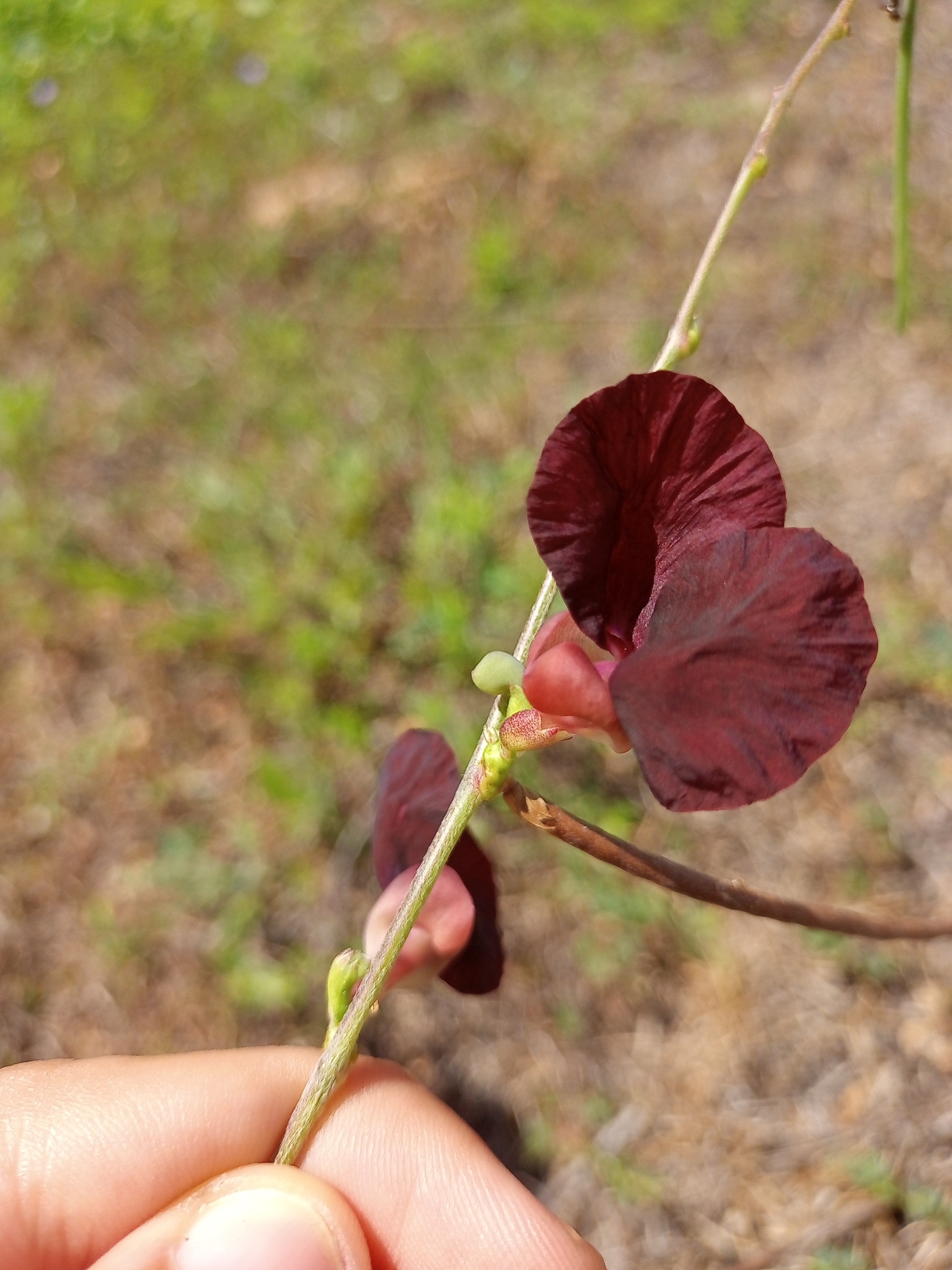 Macroptilium lathyroides