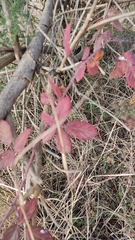 Rubus ulmifolius