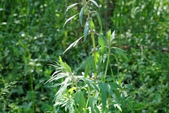 Leonurus turkestanicus