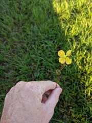 Ludwigia virgata