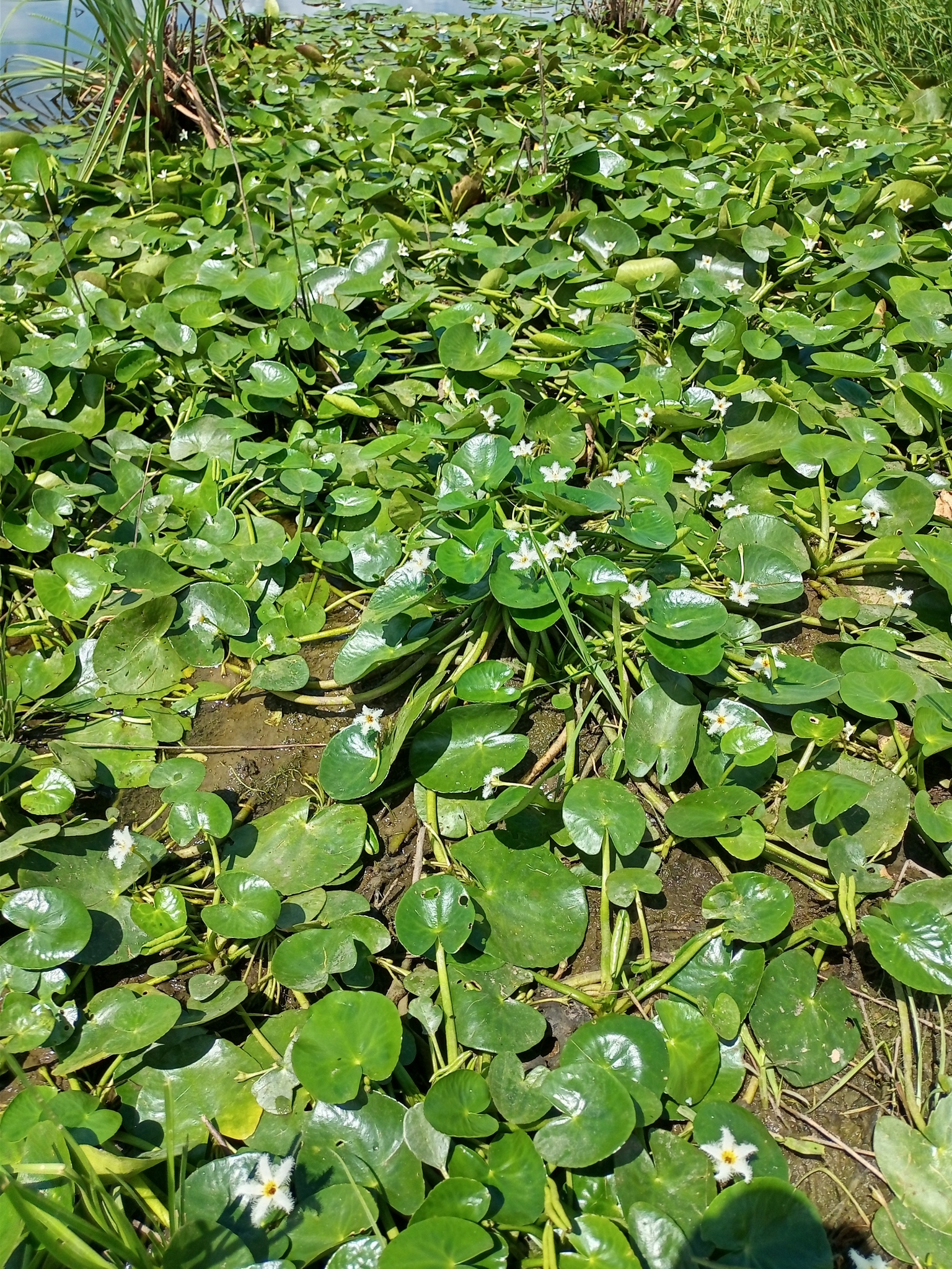 Nymphoides humboldtiana