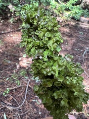 Tuckermanopsis orbata