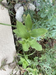 Tradescantia brevifolia
