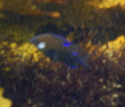 Parma microlepis