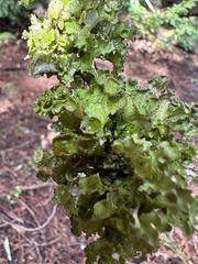 Tuckermanopsis orbata