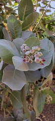 Calotropis procera