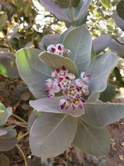 Calotropis procera