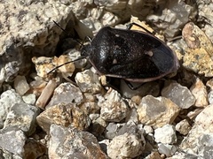 Chlorochroa