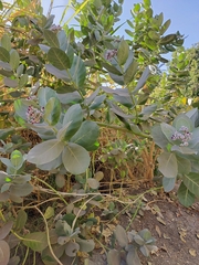 Calotropis procera