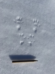 Peromyscus sonoriensis