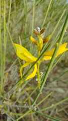 Spartium junceum